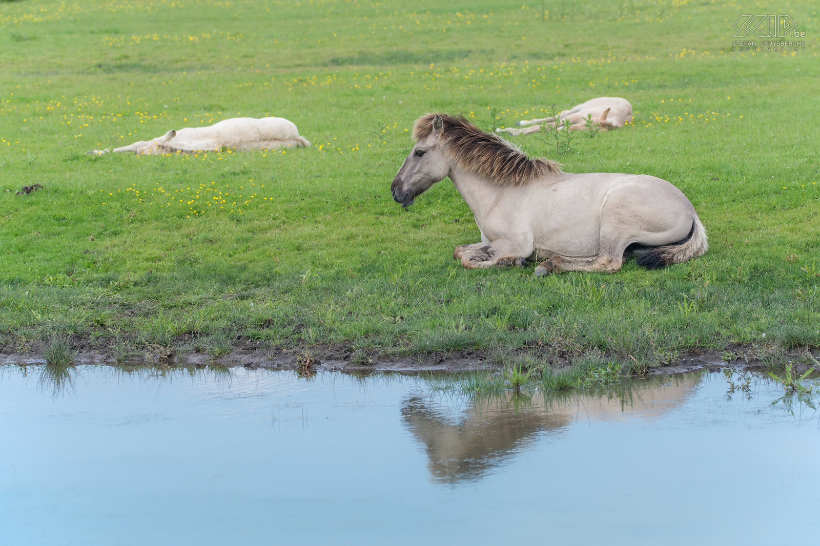 Oostvaardersplassen - Konik horses 25 years ago red deers, Heck cattle and Konik horses were introduced in the In the Oostvaardersplassen. Now there live about 1100 wild horses, the largest population in Europe. Stefan Cruysberghs